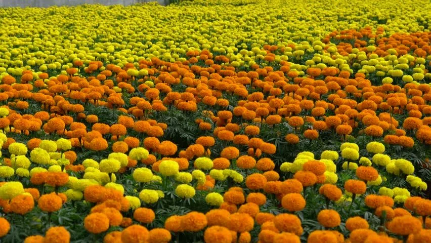 Beyond Crop Protection Other Uses of Marigold