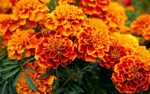 Strategic Considerations for Marigold Usage