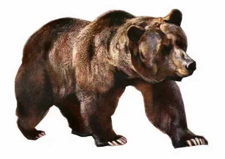 Understanding the Brown Bear in D&D 5e